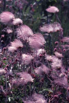 Geum triflorum Pursh (prairie smoke), flowers
