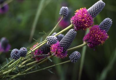 Dalea purpurea Vent. (purple prairie-clover), flowers
