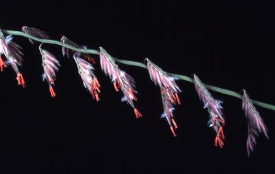 Bouteloua curtipendula (Michx.) Torr. (side-oats grama grass), close-up of flowers
