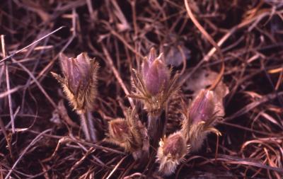 Pulsatilla patens (L.) Mill. (Eastern pasqueflower), flowers