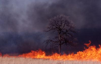 Fire Around a Burr Oak