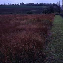 Schulenberg Prairie (left) and Leask Lane (right)