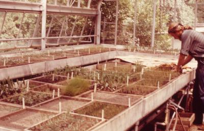 Prairie Plant Seedlings in a Morton Arboretum Greenhouse 