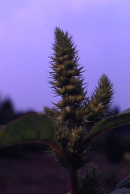 Amaranthus hybridus L. (green amaranth), close-up of inflorescence