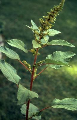 Amaranthus hybridus L. (green amaranth), habit