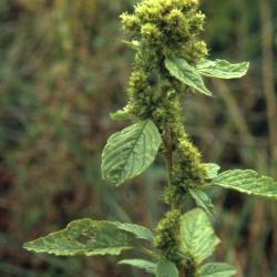 Amaranthus retroflexus L. (redroot pigweed), close-up of inflorescence with leaves and stem