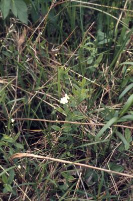 Moehringia lateriflora (L.) Fenzl (bluntleaf sandwort), habit