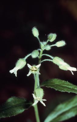 Arabis canadensis L. (sicklepod), close-up of flowers on stem
