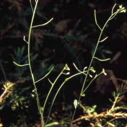 Arabidopsis thaliana (L.) Heynh. (thale cress), stems