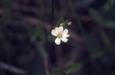 Moehringia lateriflora (L.) Fenzl (bluntleaf sandwort), close-up of flower