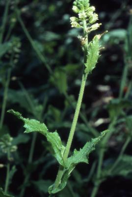 Arabis perstellata var. shortii (Short's false rockcress), flowers on stem