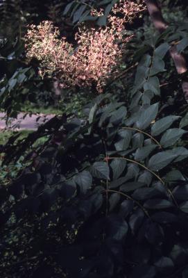 Aralia elata (Miq.) Seem. (Japanese angelica tree), branches with leaves and flowers