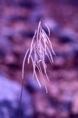 Arabis canadensis L. (sicklepod), fruit pods