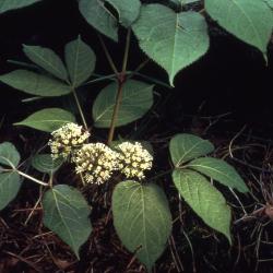 Aralia nudicaulis L. (wild sarsparilla), flowers and leaves 