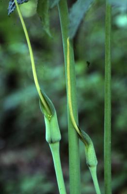 Arisaema dracontium (green dragon), spathe and spadix 