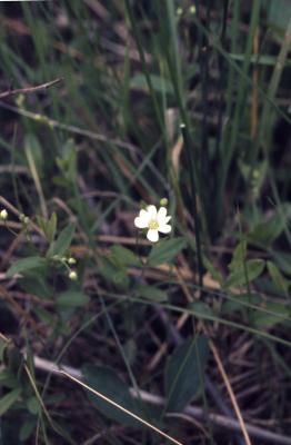 Moehringia lateriflora (L.) Fenzl (bluntleaf sandwort), flower