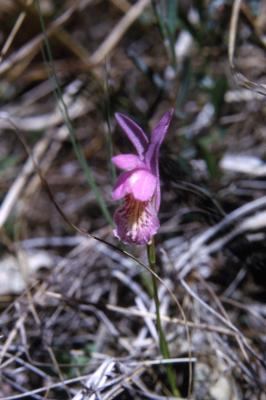 Arethusa bulbosa L. (dragon's mouth orchid), flower