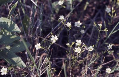 Arenaria L. (sandwort), flowers