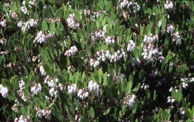 Arctostaphylos stanfordiana Parry (Stanford's manzanita), branches with flowers and leaves