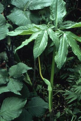 Arisaema dracontium (green dragon), stalk, leaves 