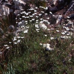 Arenaria capillaris Poir. (beautiful sandwort), habit, habitat