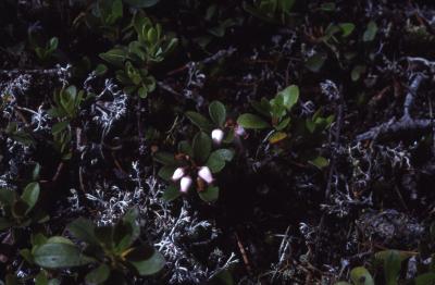 Arctostaphylos uva-ursi (L.) Spreng. (bearberry), habit