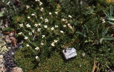 Arenaria L. (sandwort), close-up of buds