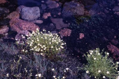 Minuartia groenlandica (Retz.) Ostenf. (Greenland stitchwort), habit, habitat 