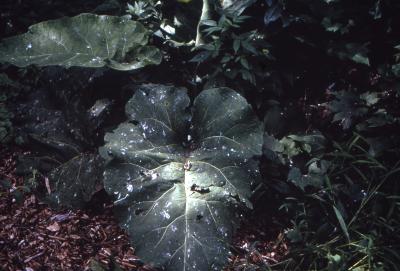 Arctium minus (Hill) Bernh. (common burdock), leaves 