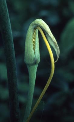 Arisaema dracontium (green dragon), flowers