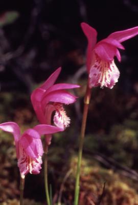 Arethusa bulbosa L. (dragon's mouth orchid), flowers

