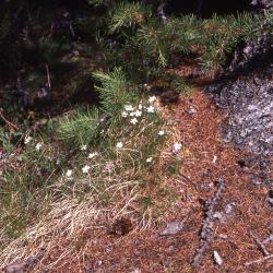 Arenaria capillaris Poir. (beautiful sandwort), habit, habitat 
