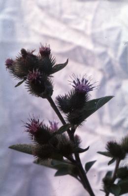 Arctium minus (Hill) Bernh. (common burdock), flowers