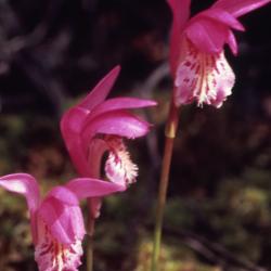 Arethusa bulbosa L. (dragon's mouth orchid), flowers


