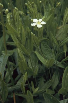 Moehringia lateriflora (L.) Fenzl (bluntleaf sandwort), flower, buds, and leaves 