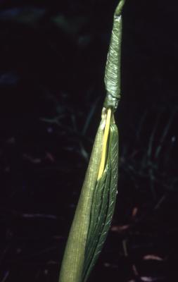 Arisaema dracontium (green dragon), furled leaf stalk