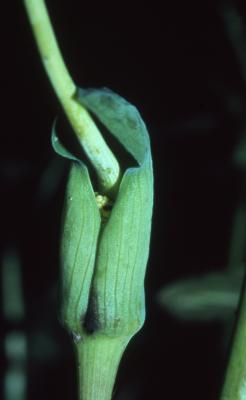Arisaema dracontium (green dragon), spathe 