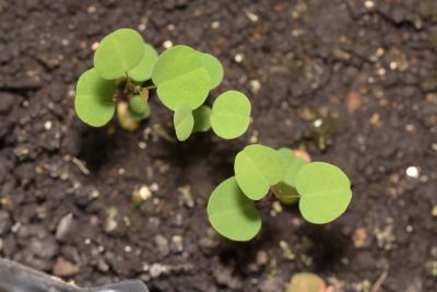 Amorpha canescens Pursh (leadplant), seedlings, leaves, upper surface