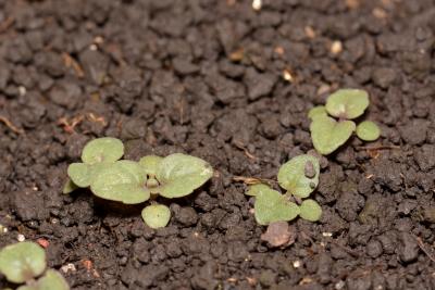 Blephilia ciliata (Ohio horsemint), seedlings, leaves, upper surface 