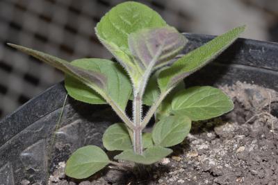 Blephilia ciliata (Ohio horsemint), seedling, leaves and stem