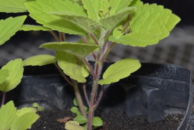 Agastache nepetoides (yellow giant hyssop), seedling, stem