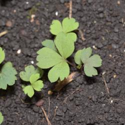 Anemone cylindrica Gray (thimbleweed), seedlings, leaves, upper surface 