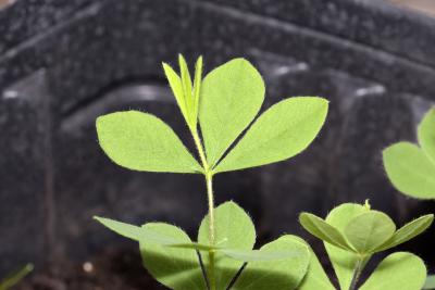 Baptisia bracteata (long-bracted wild indigo), seedling, leaves, upper surface