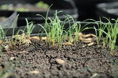 Bouteloua curtipendula (Michx.) Torr. (side-oats grama grass), seedlings
