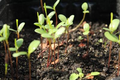 Asclepias sullivantii Engelm. ex Gray (Sullivant’s milkweed), seedlings