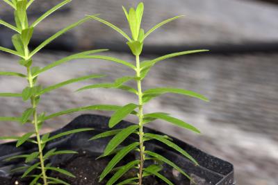 Asclepias tuberosa L. (butterfly weed), seedlings