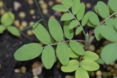 Astragalus canadensis L. (Canada milkvetch), seedling, leaves, upper surface