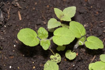 Agastache nepetoides (yellow giant hyssop), seedlings, leaves, upper surface