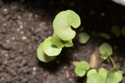 Campanula rotundifolia L. (round-leaved bellflower), seedling, leaves, upper surface