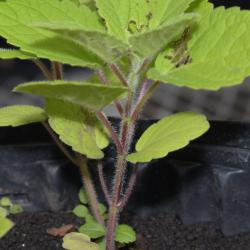 Agastache nepetoides (yellow giant hyssop), seedling, stem